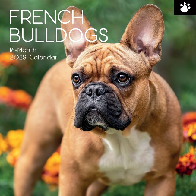 The Gifted Stationary Calendario Bulldog Francés 2025