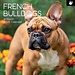 The Gifted Stationary Franse Bulldog Kalender 2025