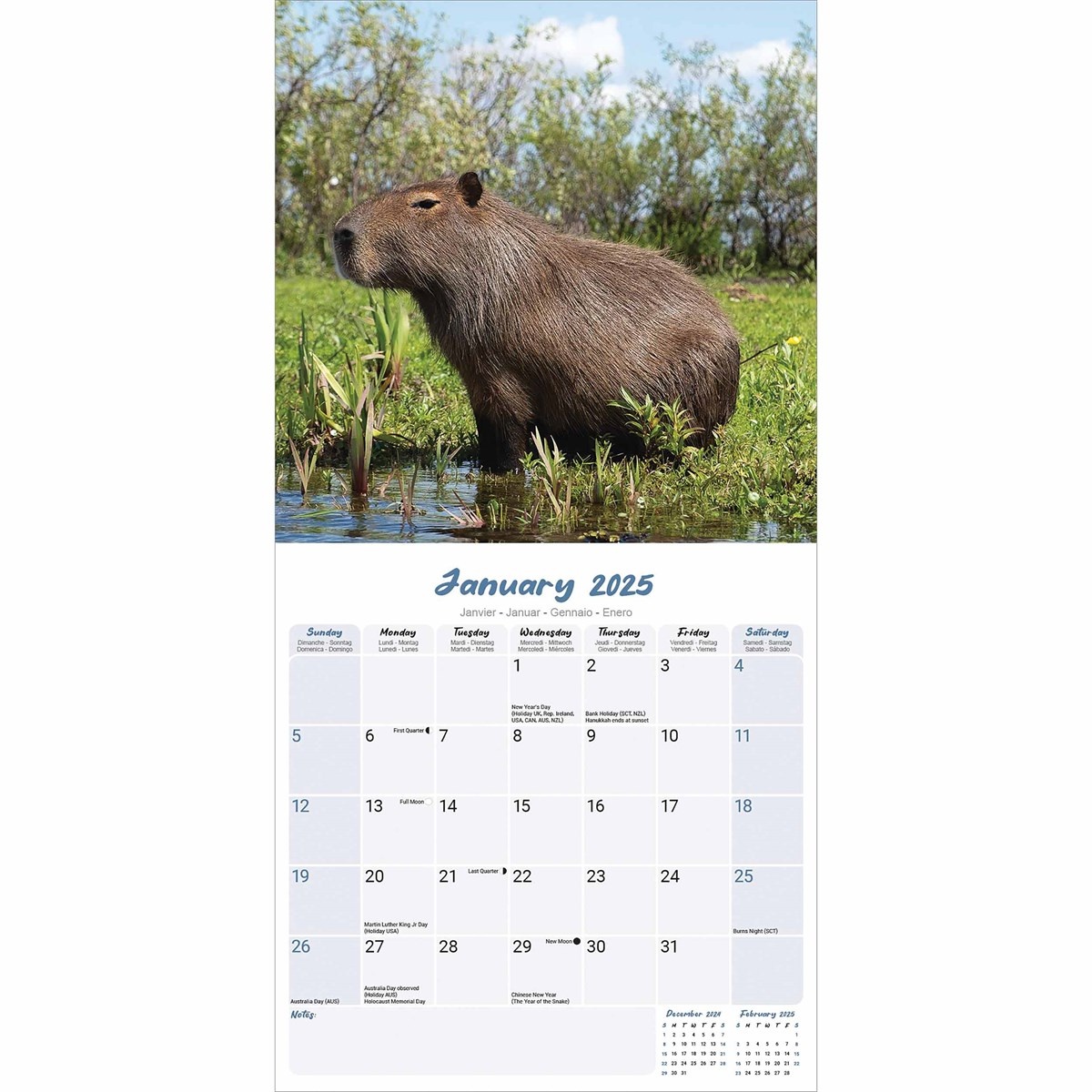 Capybara Kalender 2025 Kopen? Eenvoudig en snel online besteld