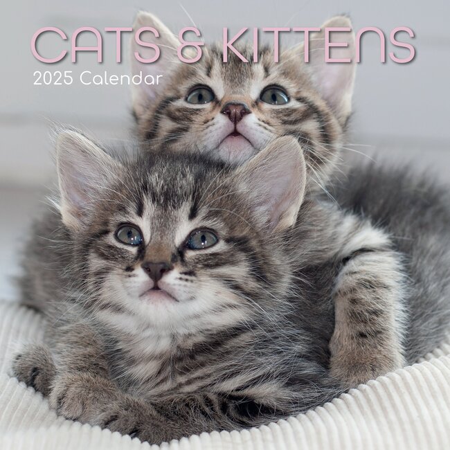 The Gifted Stationary Calendrier des chats et chatons 2025