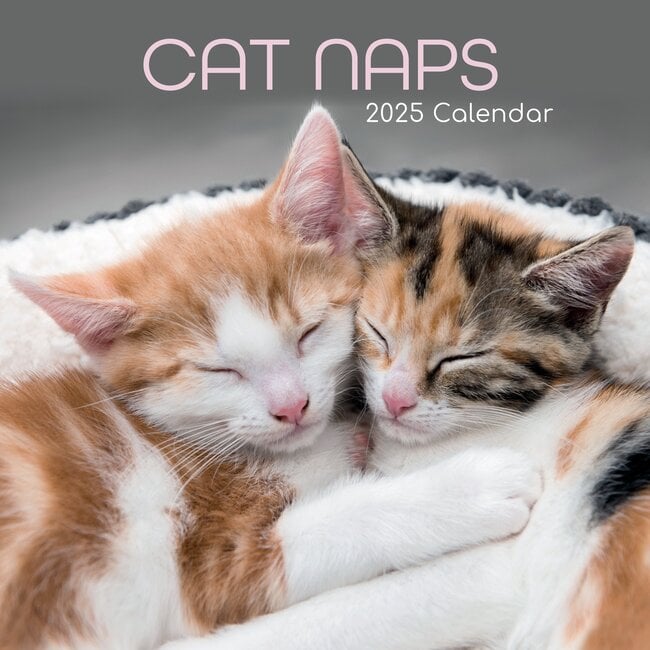 The Gifted Stationary Cat Naps Calendar 2025