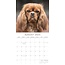 Cavalier King Charles Spaniel Calendar 2025