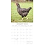 Calendrier des poules 2025