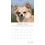 Chihuahua-Kalender 2025