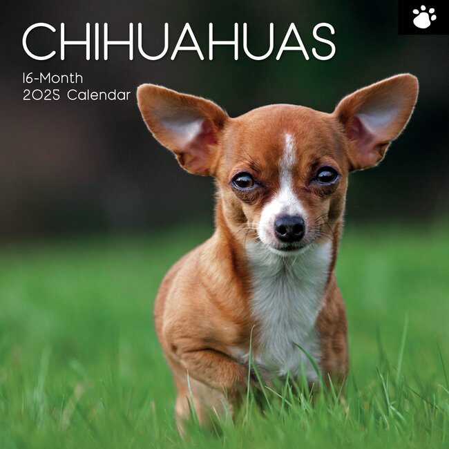The Gifted Stationary Chihuahua-Kalender 2025