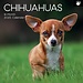 The Gifted Stationary Chihuahua Calendar 2025