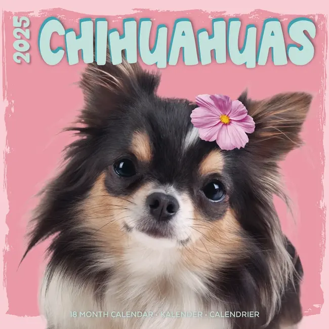 Chihuahua Studio Calendar 2025