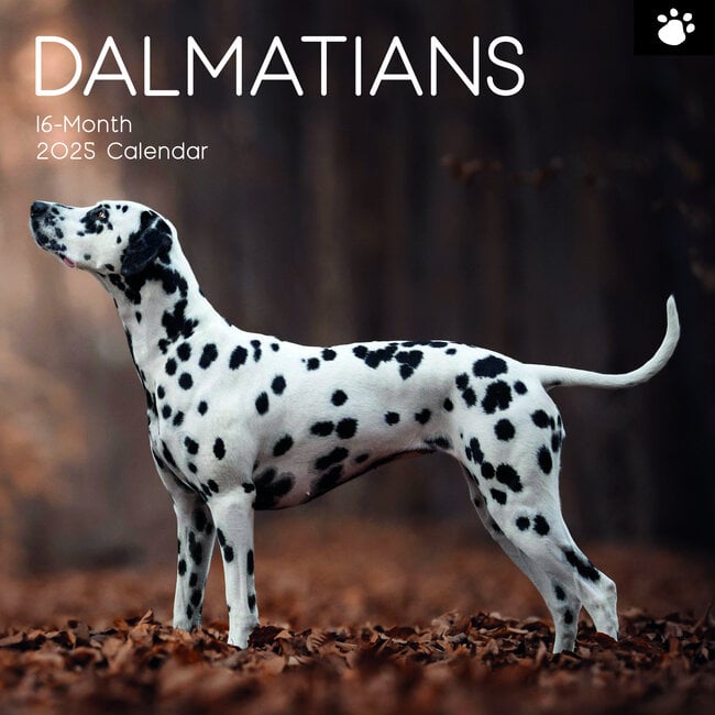 Calendario Dalmata 2025