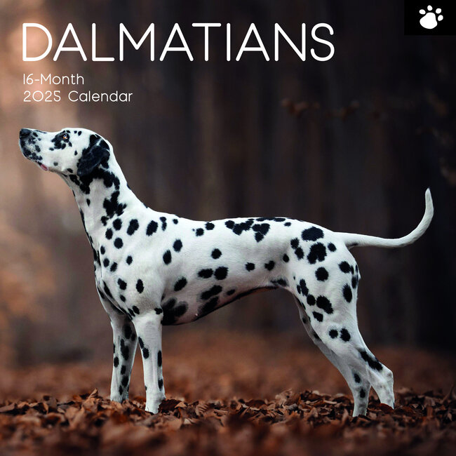 Calendrier Dalmatien 2025