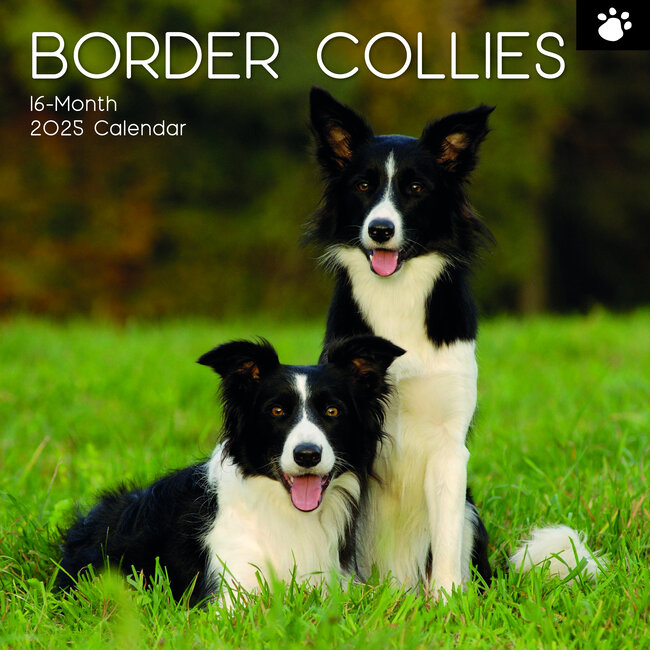 The Gifted Stationary Calendrier Border Collie 2025