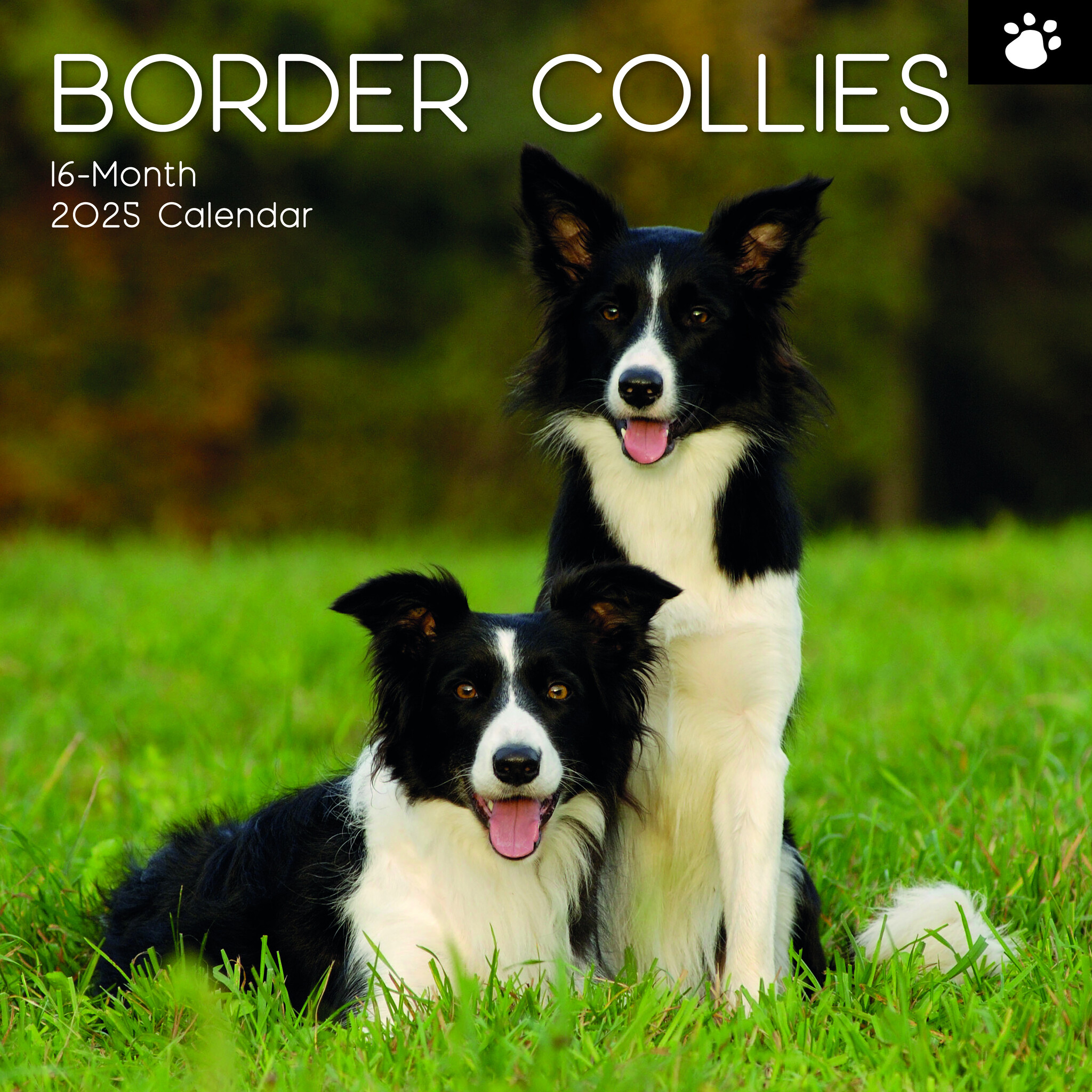 Border Collie Kalender 2025