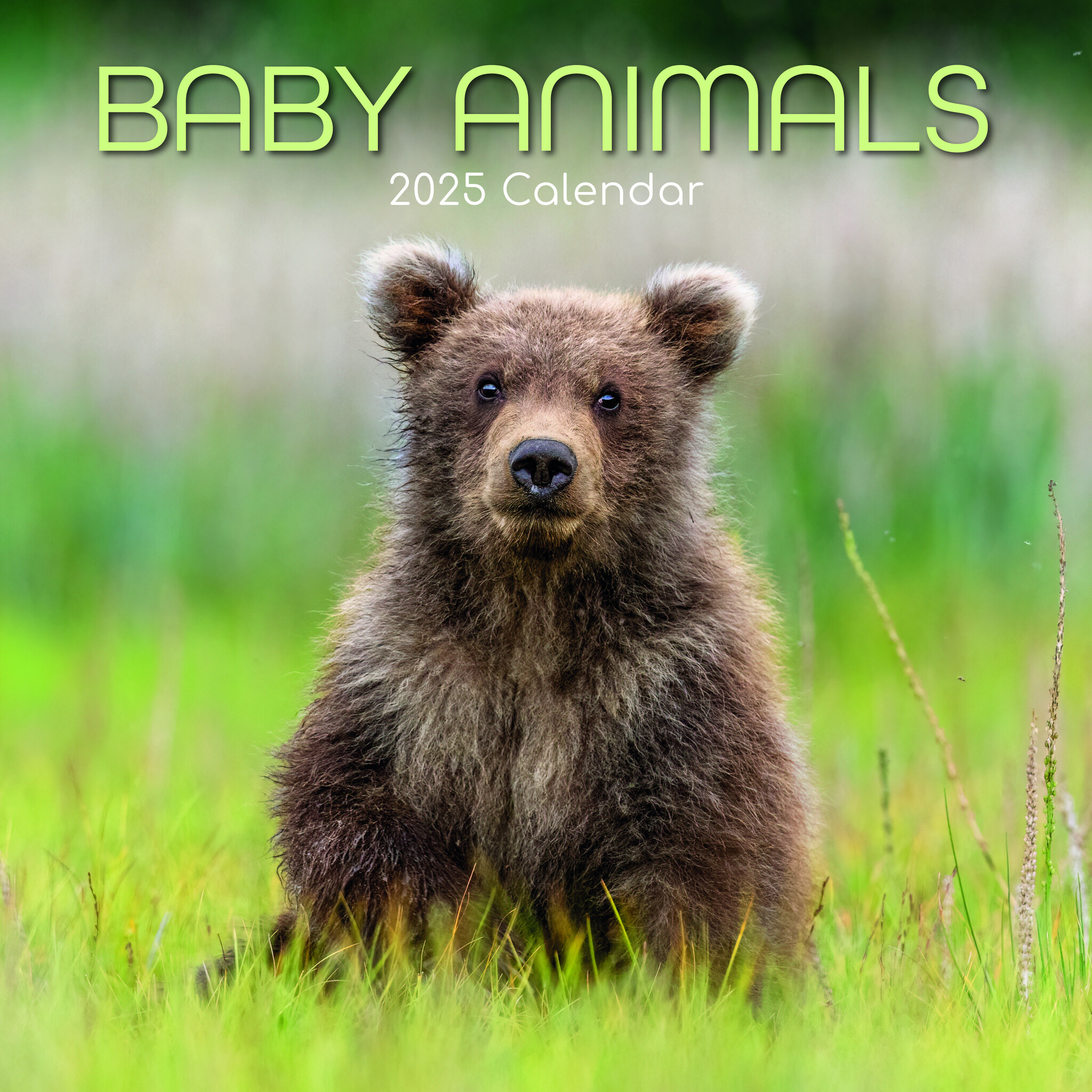 Baby Animals Kalender 2025