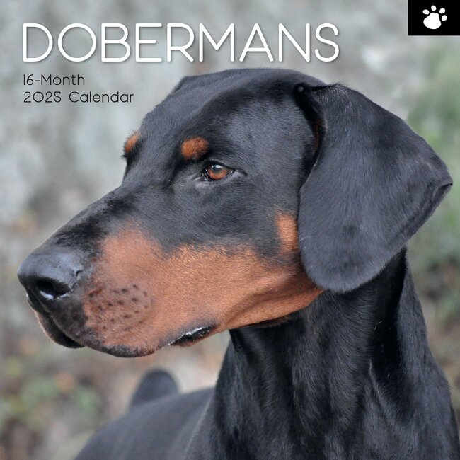 Calendario Dobermann 2025