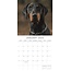 Dobermann Calendar 2025