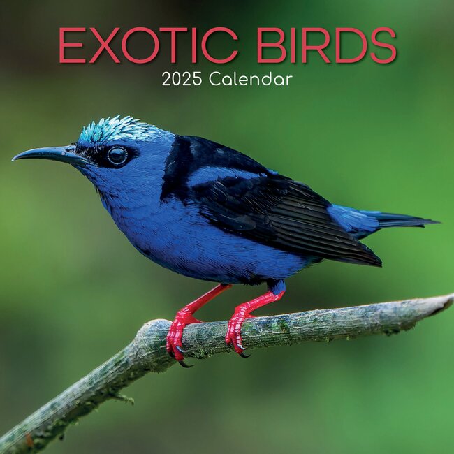 Exotische Vögel Kalender 2025