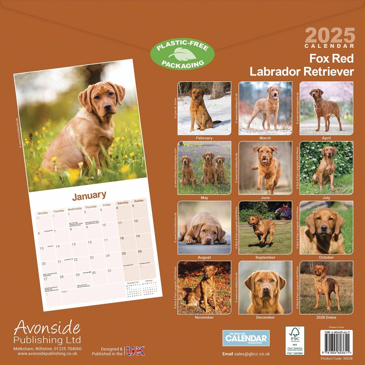 Avonside Calendario Fox Red Labrador Retriever 2025 Kalenderwinkel.nl
