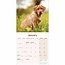 Labrador Retriever Calendrier rouge 2025