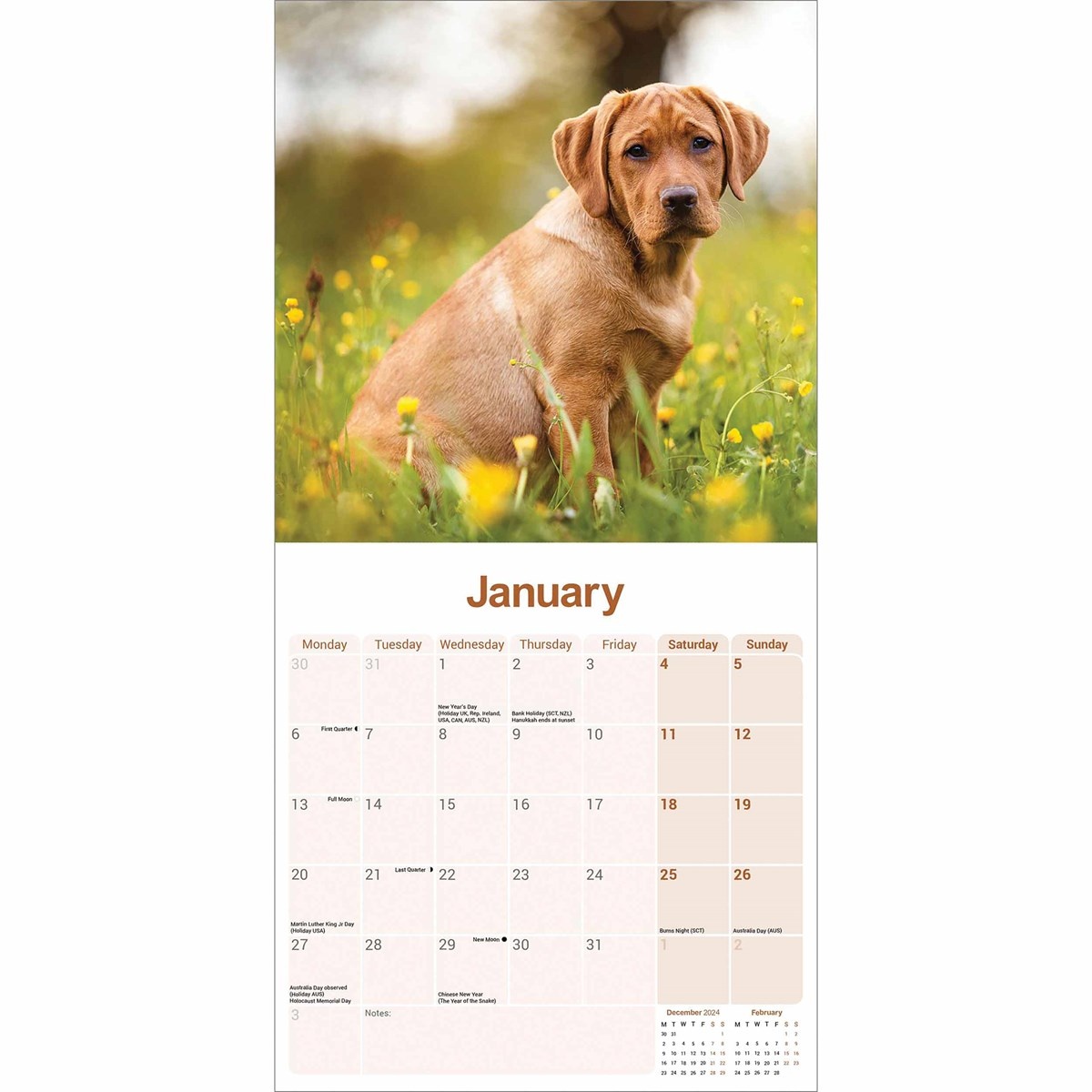 Labrador Retriever Red Calendar 2025 Buy? Simply online Kalenderwinkel.nl