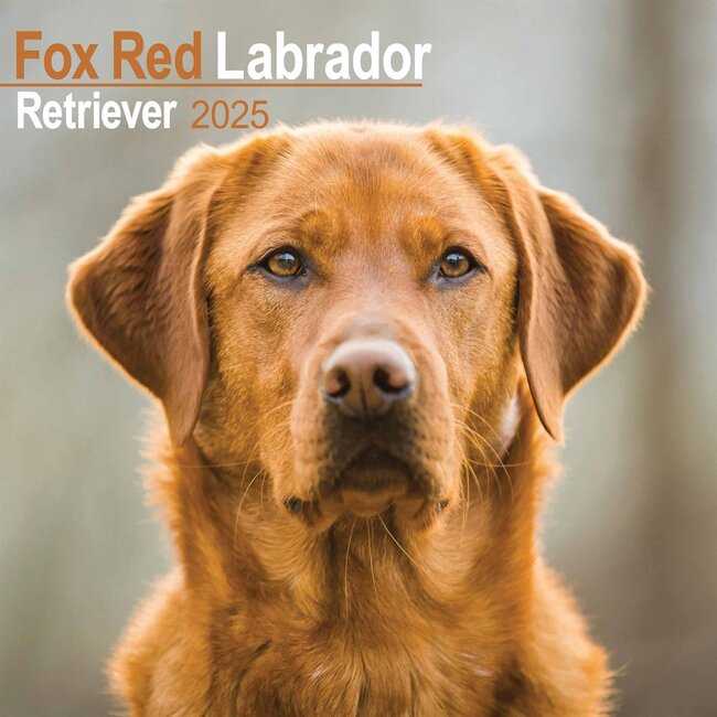 Calendario rosso Labrador Retriever 2025