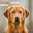 Labrador Retriever Calendrier rouge 2025