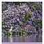 National Trust, Gardens Slimline Calendar 2025