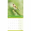 RSPB, Calendario degli uccelli da giardino 2025