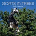 The Gifted Stationary Goats in Trees Calendar 2025