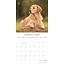 Golden Retriever Calendar 2025