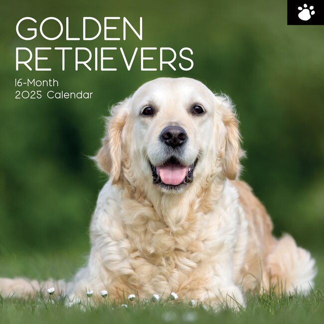 The Gifted Stationary Golden Retriever Calendar 2025