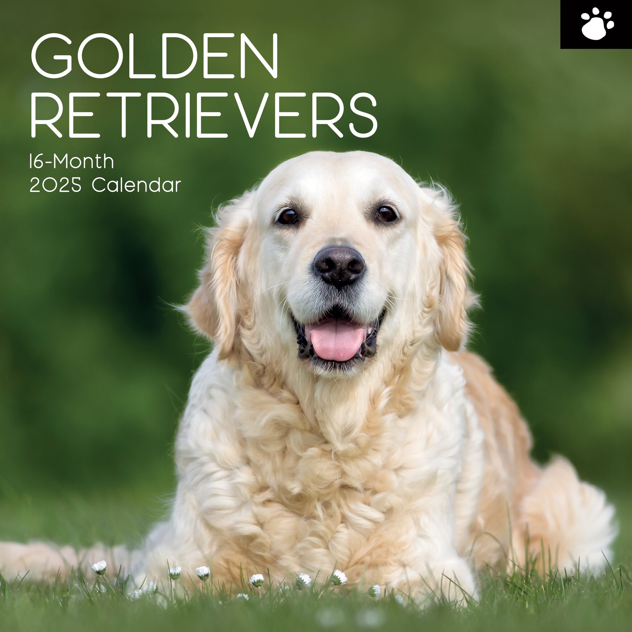 Golden Retriever Kalender 2025