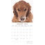 Golden Retriever Calendar 2025