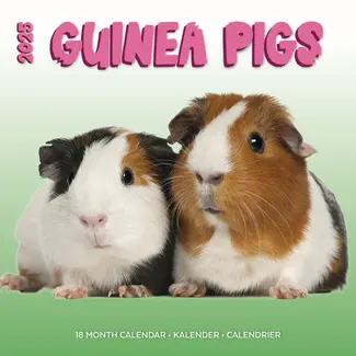 Plenty Gifts Cavia Studio Kalender 2025