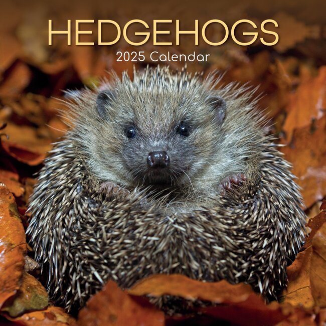 Hedgehog Calendar 2025