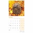 Igel-Kalender 2025