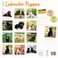 Labrador Retriever Puppies Calendar 2025