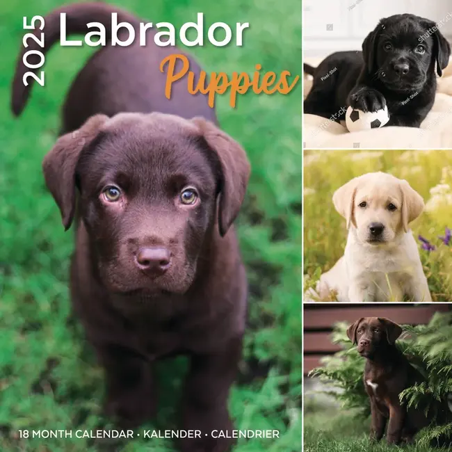 Plenty Gifts Calendario dei cuccioli di Labrador Retriever 2025