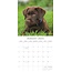 Calendario Labrador Retriever Mixto 2025