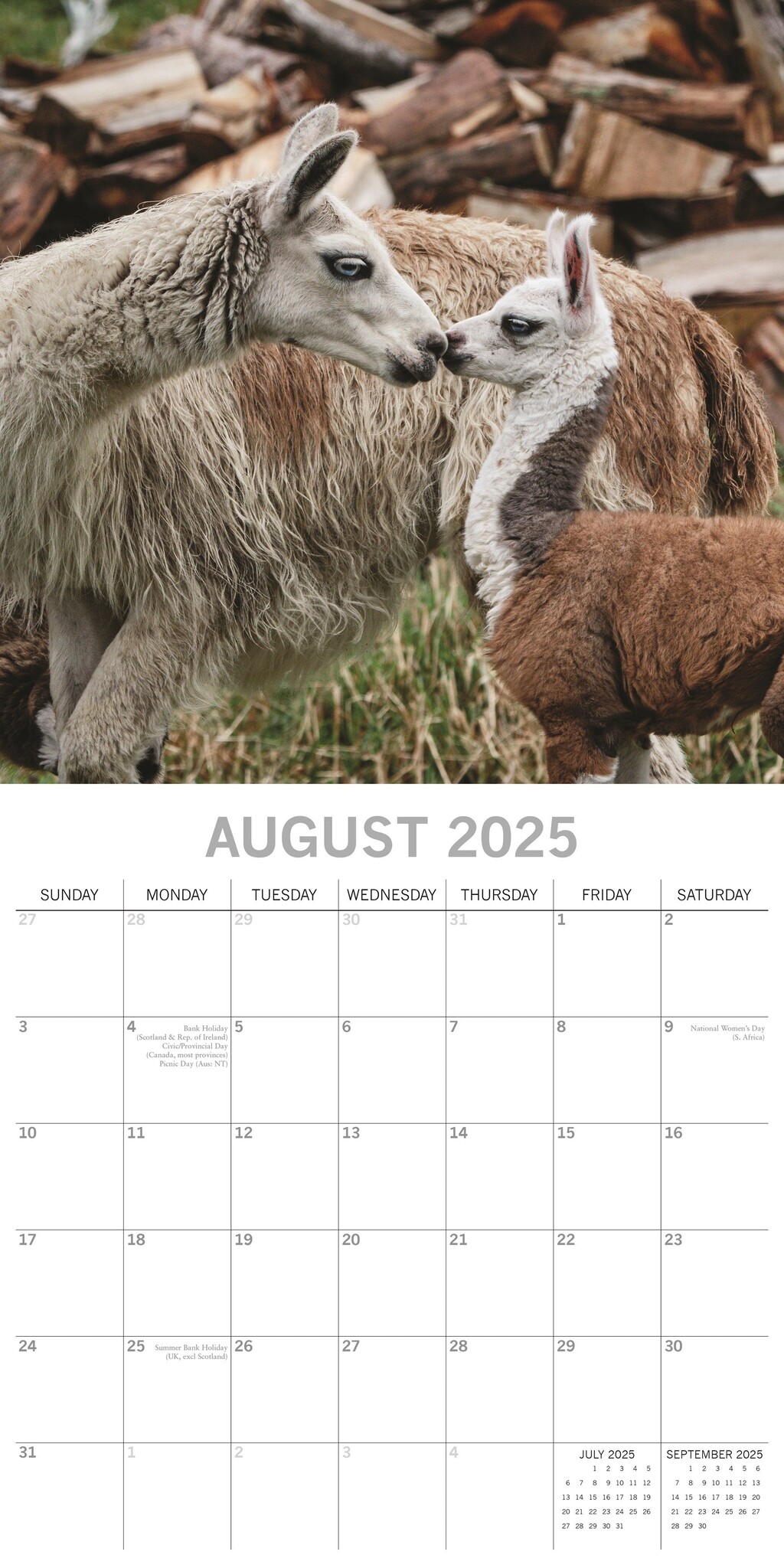 Buying Llamas Calendar 2025? Easily and quickly ordered online