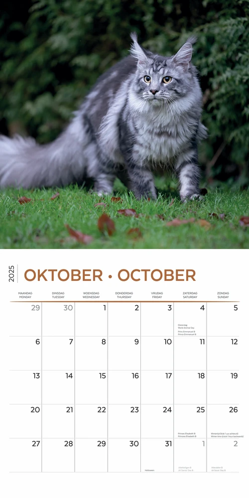 Maine Coon Calendar 2025 Buy order online easily Kalenderwinkel.nl