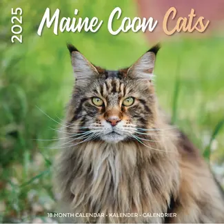 Plenty Gifts Calendario Maine Coon 2025