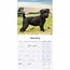 Calendario Patterdale Terrier 2025