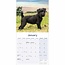 Calendrier Patterdale Terrier 2025