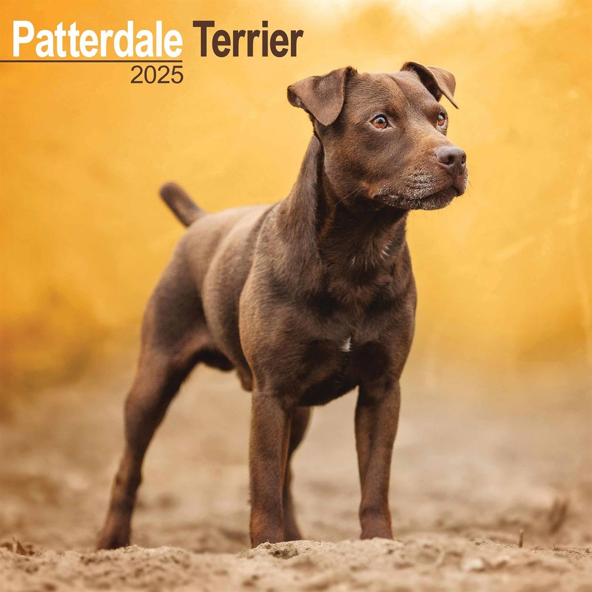 Patterdale Terrier Kalender 2025