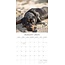 Calendrier Rottweiler 2025