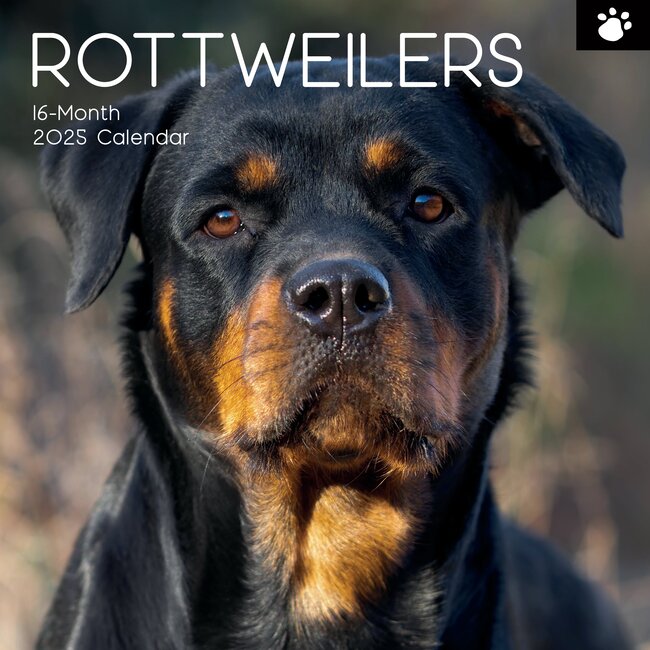 The Gifted Stationary Calendrier Rottweiler 2025