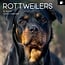 Calendrier Rottweiler 2025