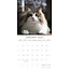 Top Cats Kalender 2025