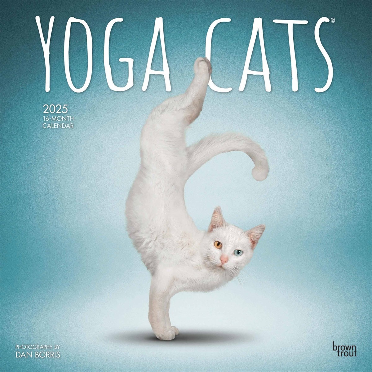 Yoga Cats Official 2025 12 X 24 Inch Monthly Square Wall Calendar Plastic-Free