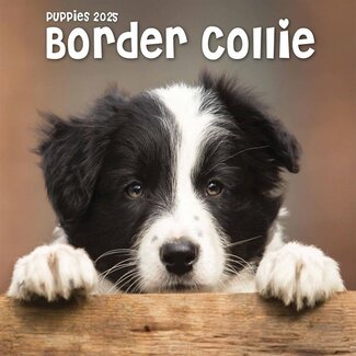 CarouselCalendars Border Collie Mini Calendar Puppies 2025