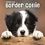 Border Collie Mini Calendrier Chiots 2025